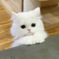 แอดอาชิเองง~💖🌷