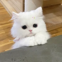 กวิน(พ.อ.+ร่างแมว)