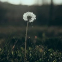 ALL