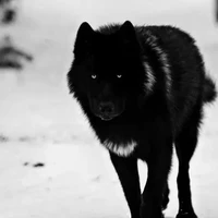 Loba