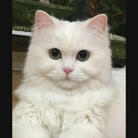 ยูกิ