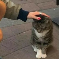 cats