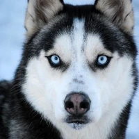 Estrella(mí lobo)