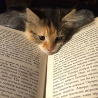Innocent Author