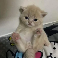ฟูจิ(นายเอก+ร่างแมว)