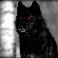 yuki (lobo de Felipe)