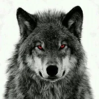yato (lobo do Gustavo)