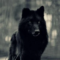Rey [lobo]