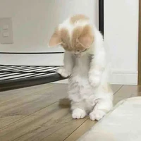 เต้าหู้//เพื่อนนายเอก+ร่างแมว🐱