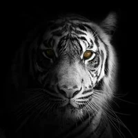 ไทเกอร์,เสือ(พยัคฆ์อดิกุลภัคดิ์)🤴