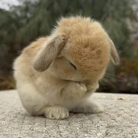 มิว | น.อ + ร่างกระต่าย