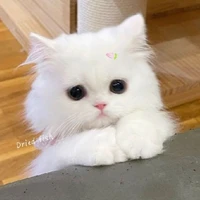 แอดเองจร้า