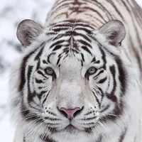 โทระ(สัตว์เลี้ยงของโทยะ)🐯