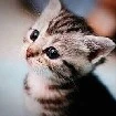 Meowy author 1
