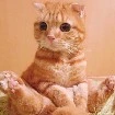 Meowy author 2