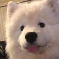 🦊แอด🦊