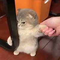 แมวกวนตีน2