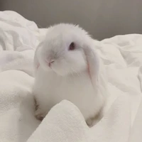 มี้ๆ:นอ.ร่างกระตุ้ย🐰