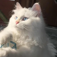 อาลิซ : ร่างแมว