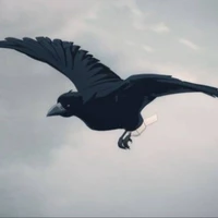 Corvo