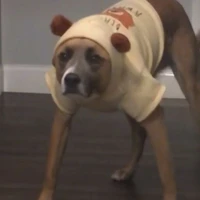 ไอโบ้