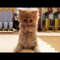 cat joe