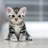 may(cat