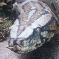 cobra