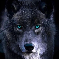 mochi (Lobo de JM)