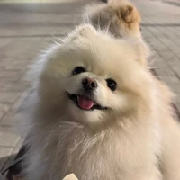 PUPPY