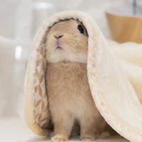 Bunny author