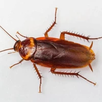 Kecoa