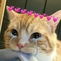 sad cat