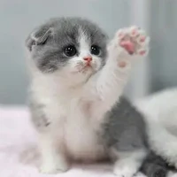อิง/แมวพอ.