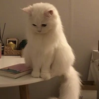😺