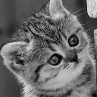 Kitty