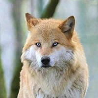 lobo