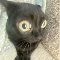 🐈GATO🐈(autora)