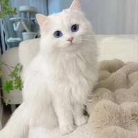 CRYSTAL||คริสตัล✨😺