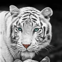 Bright |ร่างแท้จริงพ.อ