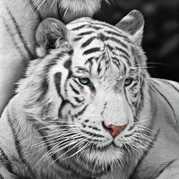 Bron |ร่างแท้จริงBron