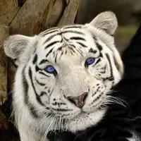 Oct. |ร่างแท้จริงOct.