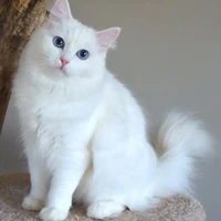 Nut |ร่างแท่จริงNut