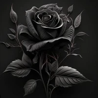 Black Rose