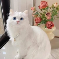 เจียลี่