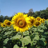 ไร