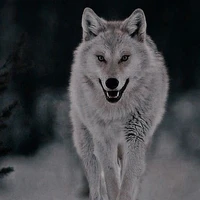 Lobo de jimin