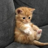 เมาเมา