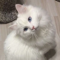 อู๊ดอี๊ด.😺