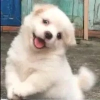 แอดเอง
